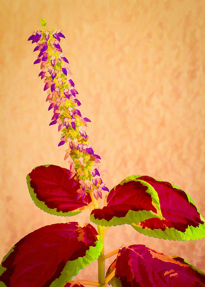 Coleo flower