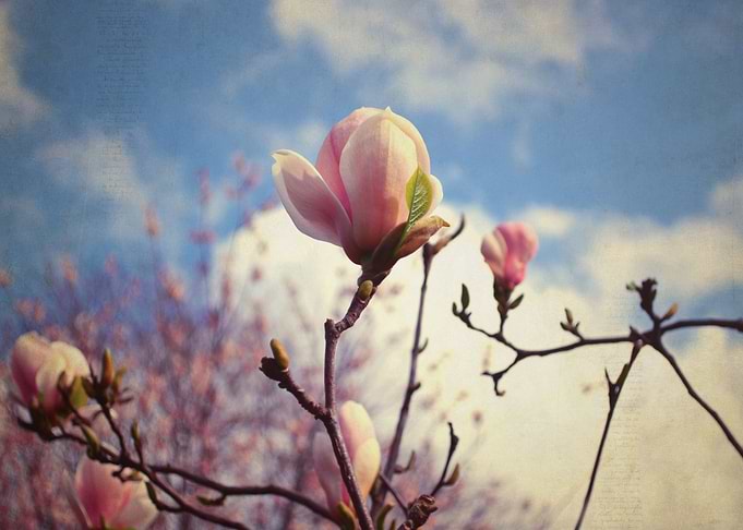 beauty of spring By chrissie Judge