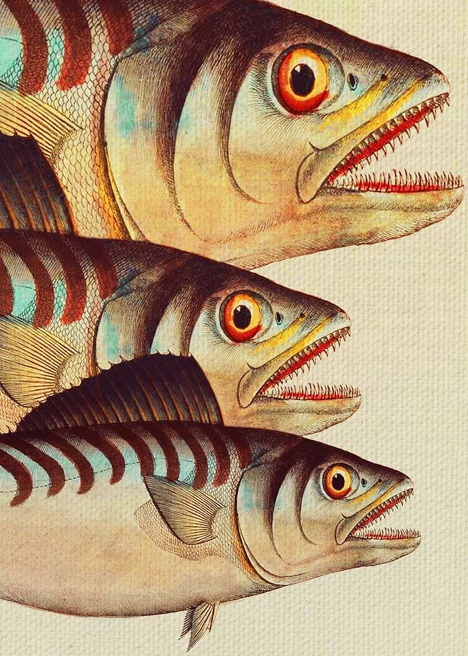 Fish Classic Designs 8