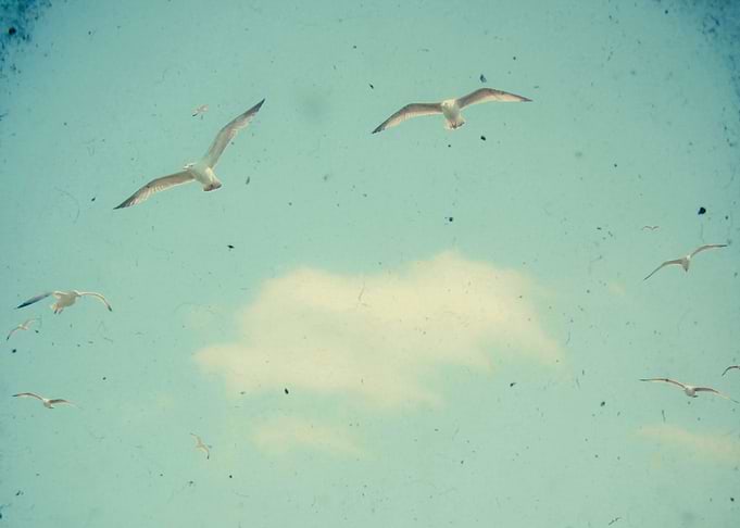 Circle of Birds