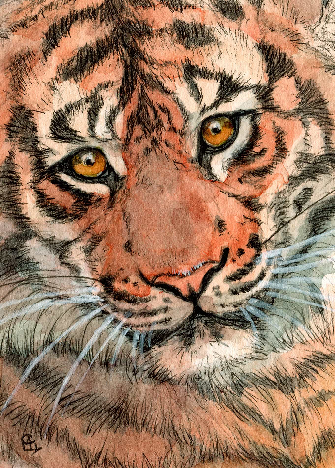 Tiger portrait 884 by Svetlana Ledneva-Schukina
