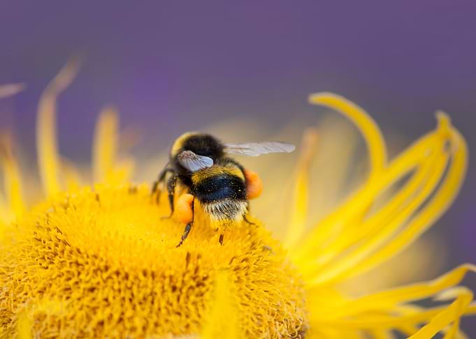 Close up photograph of a bee. Photo taken in Scotland.