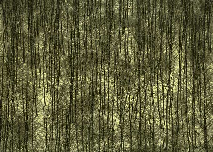 Forest without leaves on snow