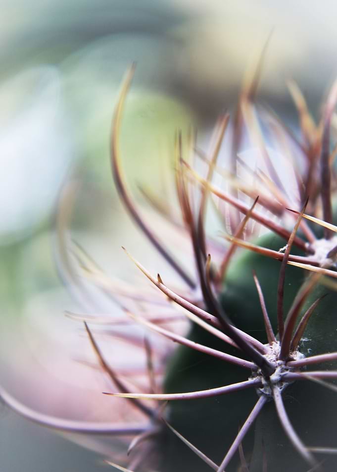 catus in the sunlight