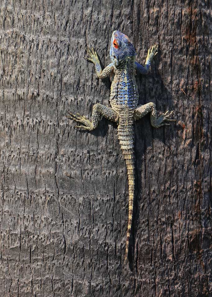 lizard