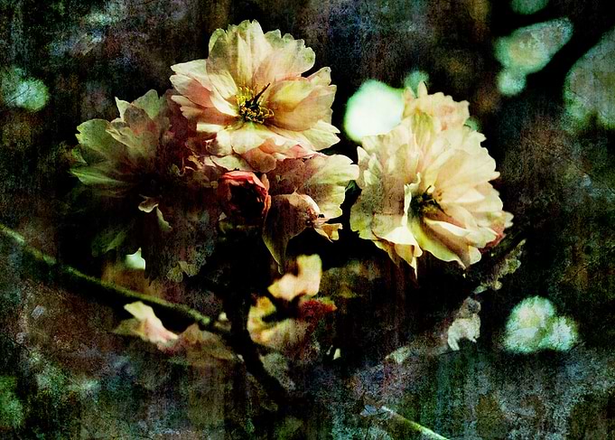 Flowering Cherry Texture 2