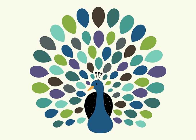 Peacock Time - If you are confident, you are beautiful ...