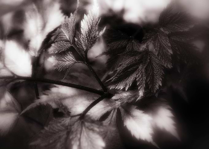 Fade to Grey