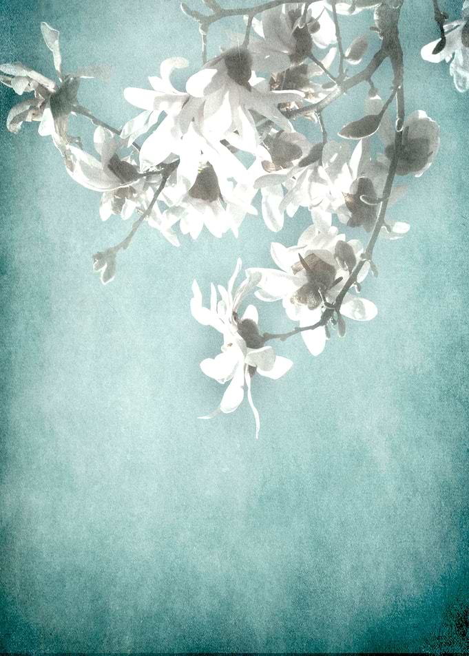 Magnolias