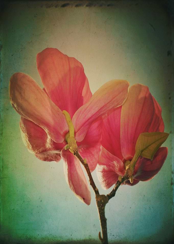 Color photograph 'Vintage Spring Flower'