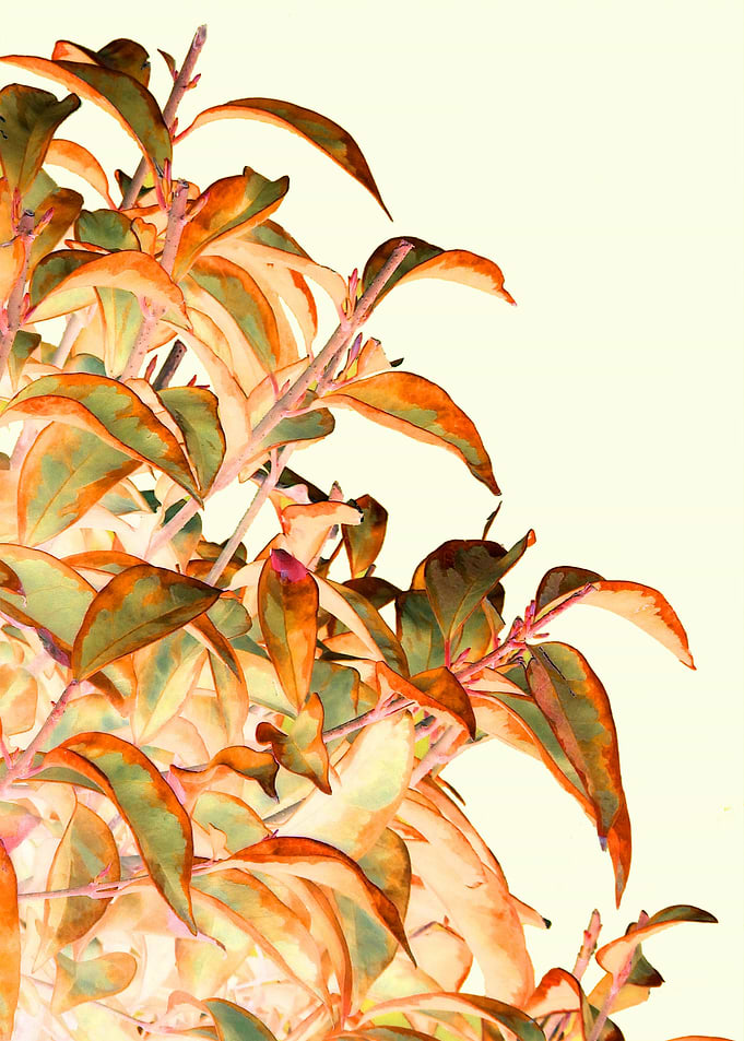 Foliage orange