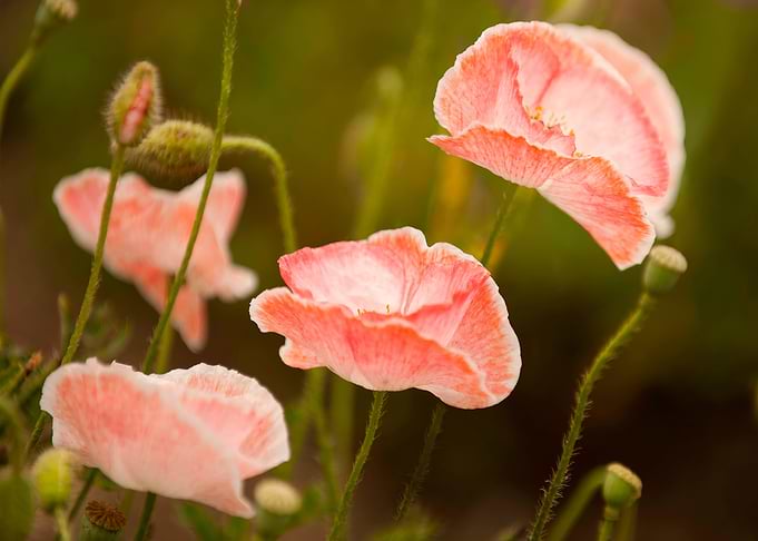 Garden flowers