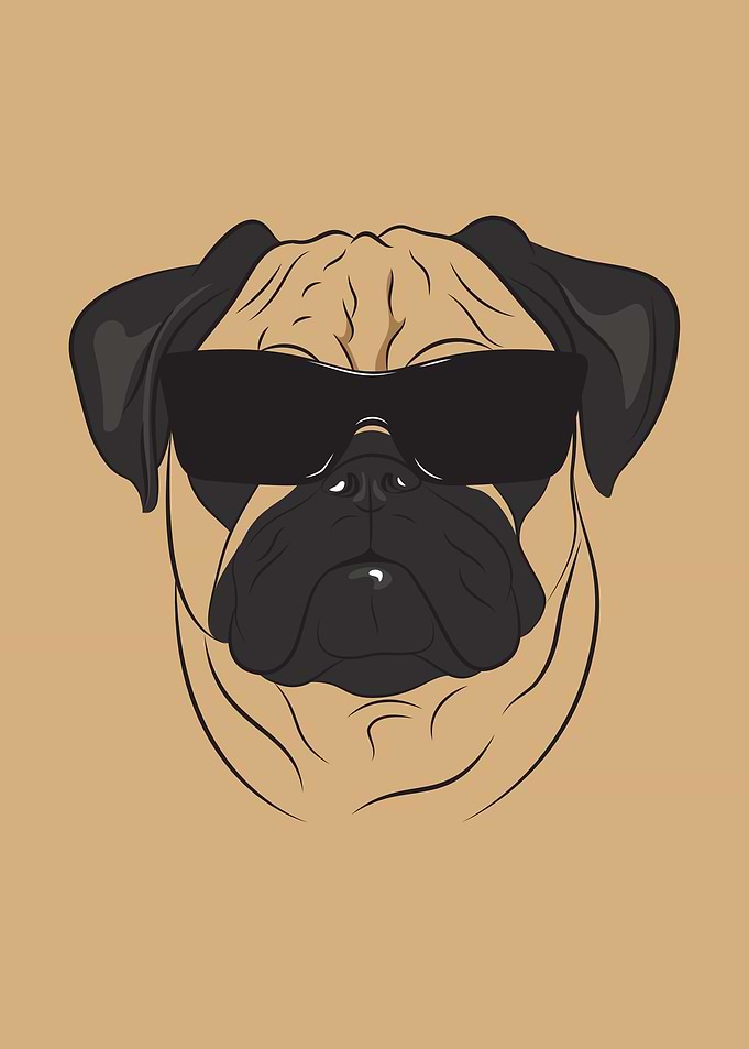 Pug
