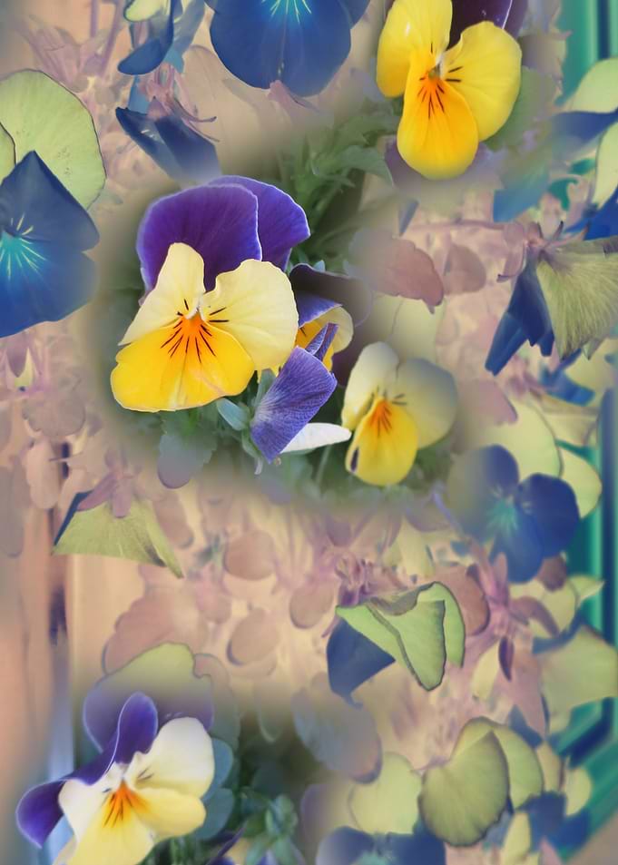 Pansy CB