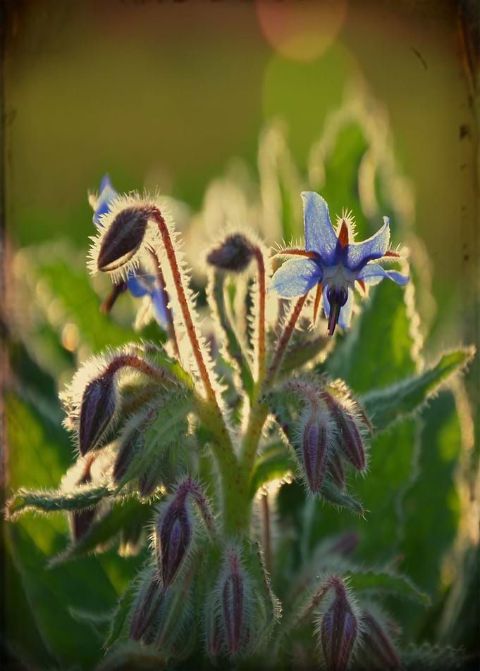 Color photograph 'The Beauty of Weeds'