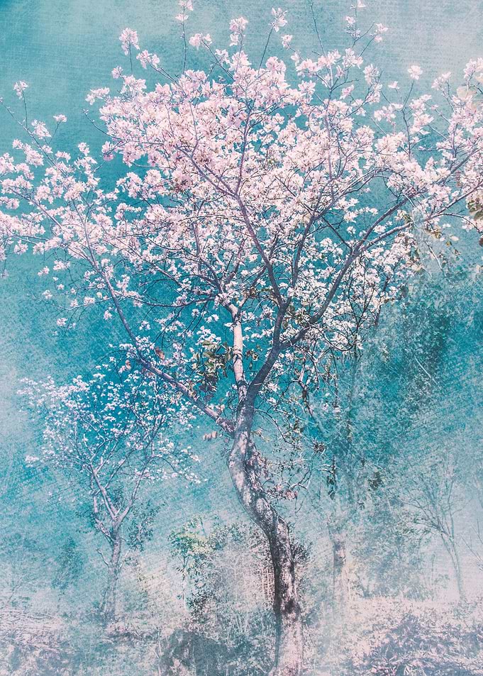 White Bloom
