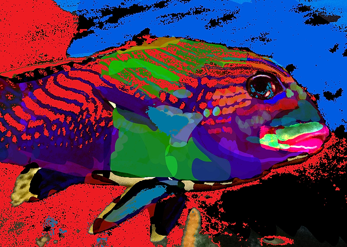 colorful fish underwater