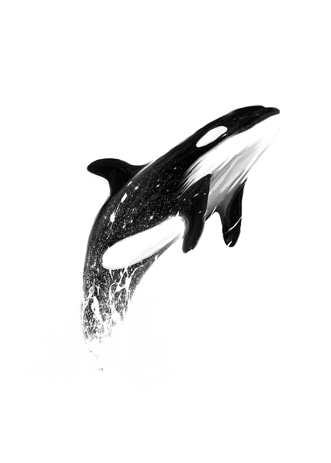 orcas can fly