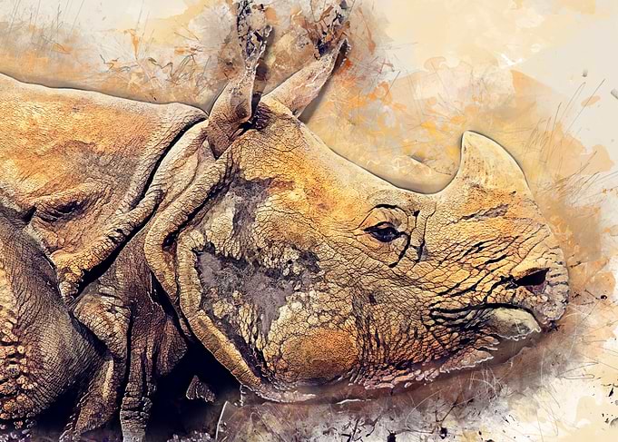 Rhinoceros