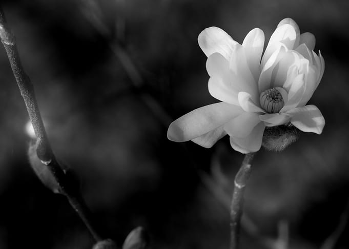 Starmagnolia