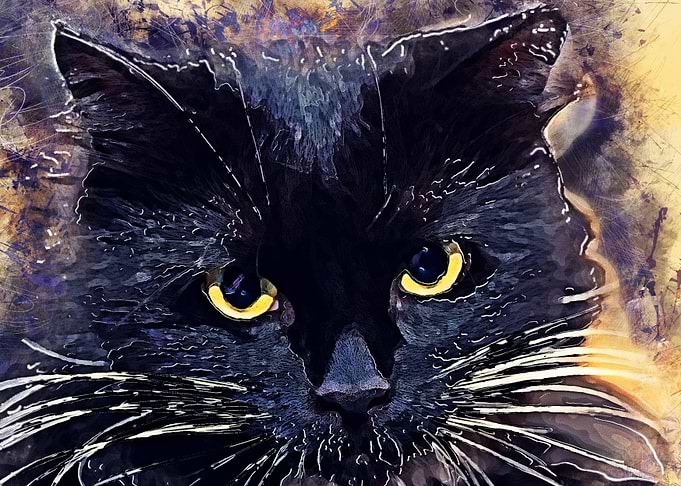Cat Lucy