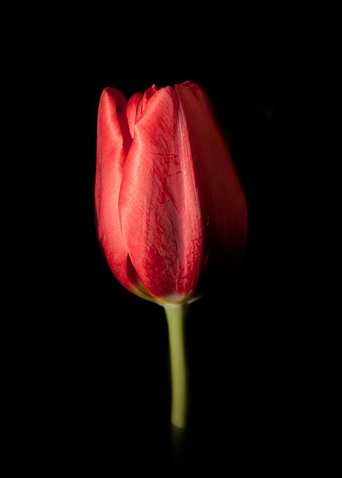 Tulip