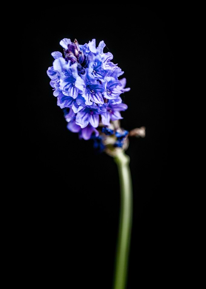 Lavandula Pinnata