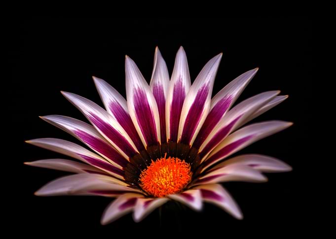 White flame big kiss flower
