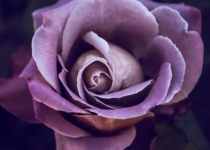 Fibonacci Rose
