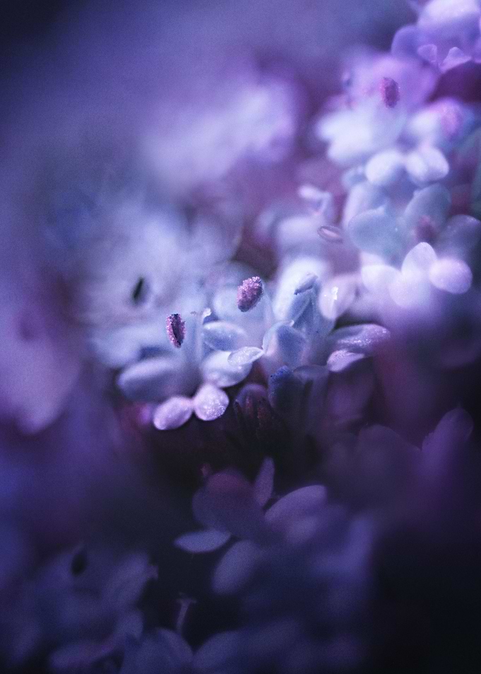 Petits Reves