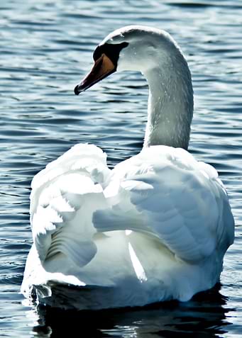 This swan was in territori