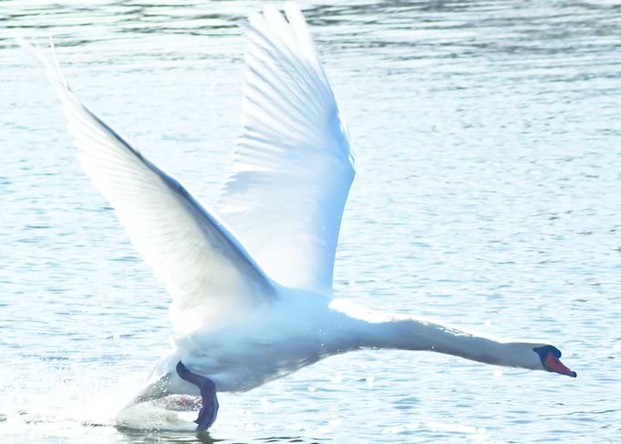 The swan was attacking som
