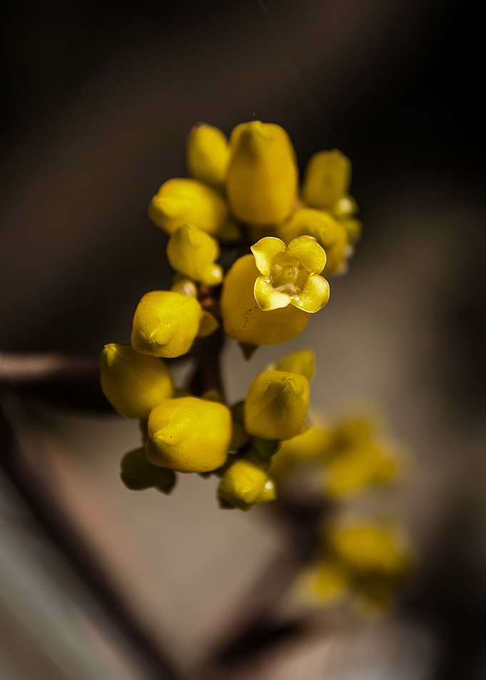 Orgyalis yellow blooming flower