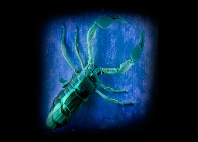 Have you ever seen a four-legged scorpion under an Ultr ...