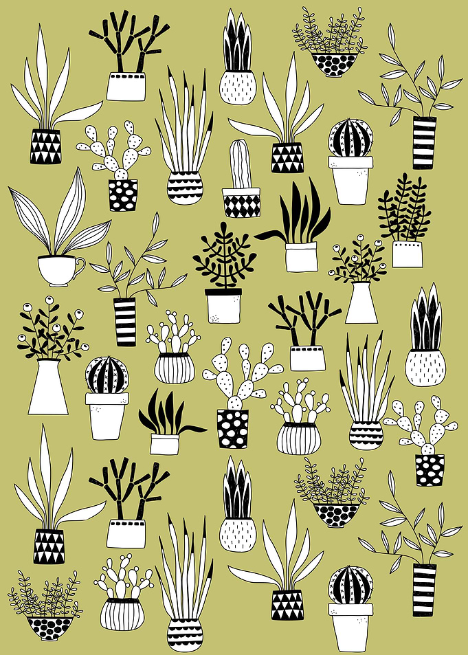Cacti and Succulents