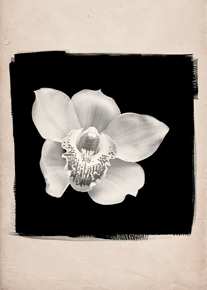 A closeup photographic still life of a flowering orchid ...