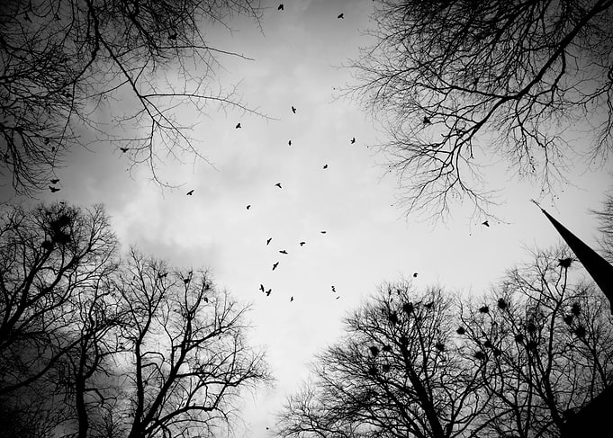 Horror of jackdaws
