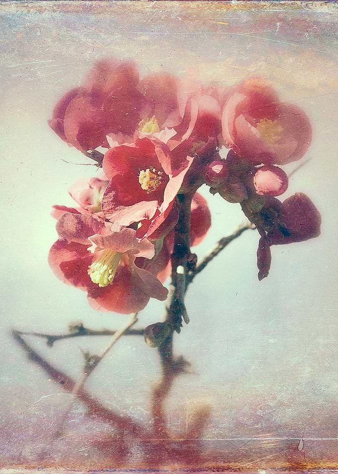 Color photograph 'I dreamed a flower garden'