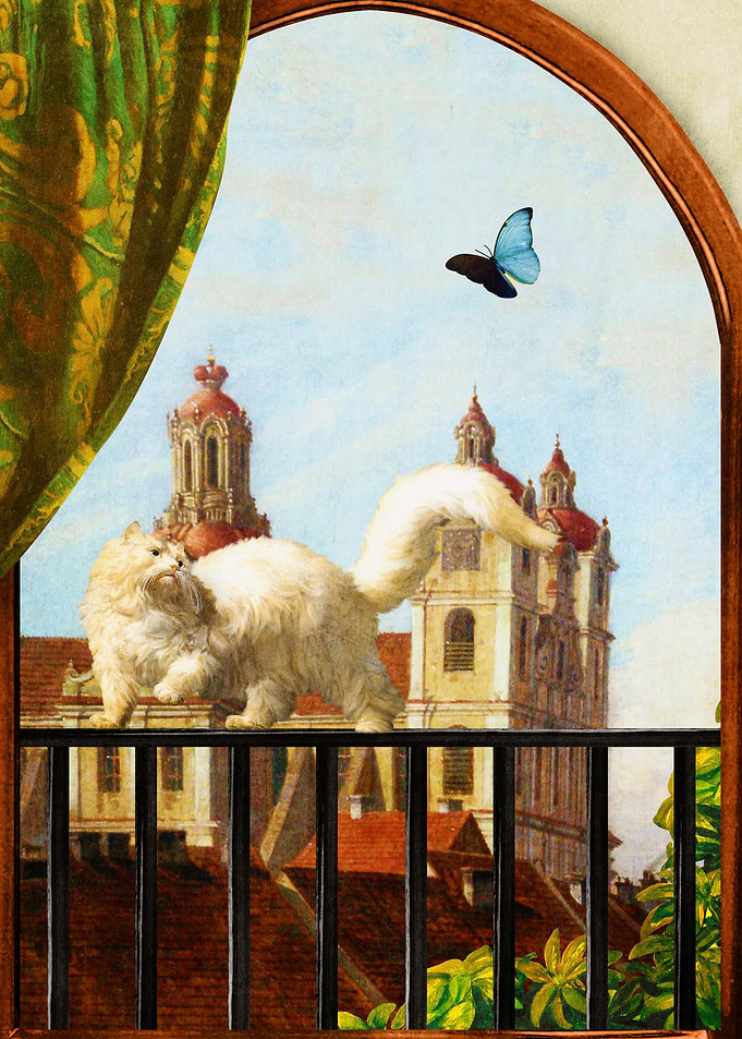 The Butterfly and the Cat