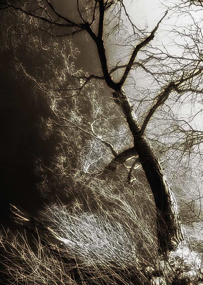 Beyond The Eyes. A tree photographed by Infra Red light ...