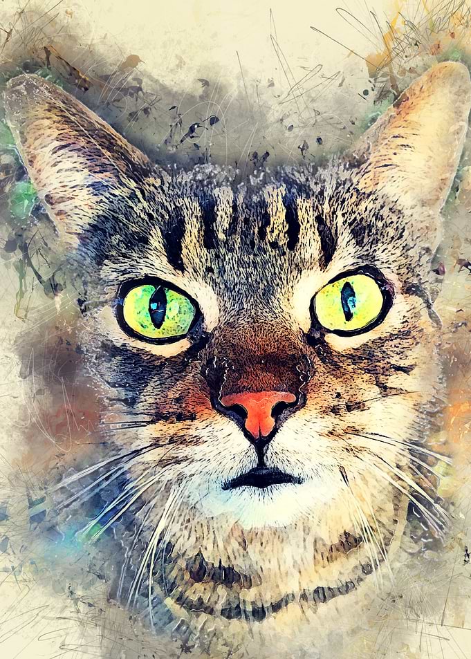 Cat Baxter