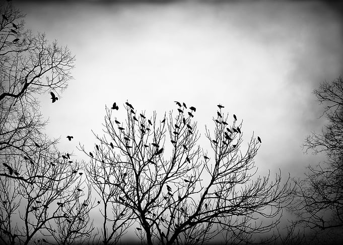 Crows at dusk