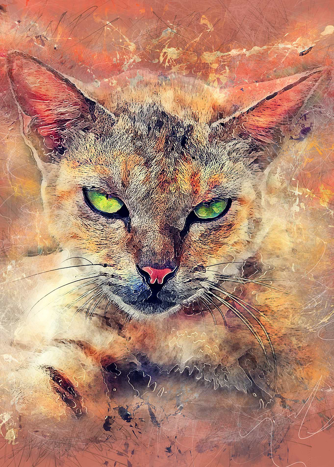 Cat Toby