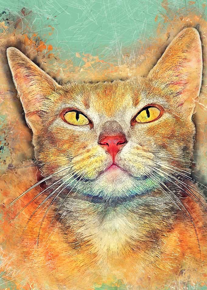 Cat Ginger