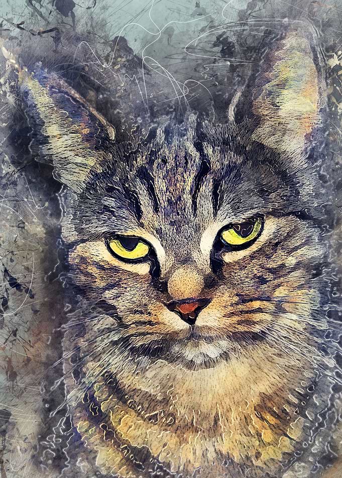 Cat Alex