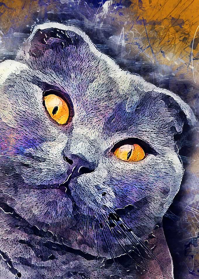 Cat Sheba