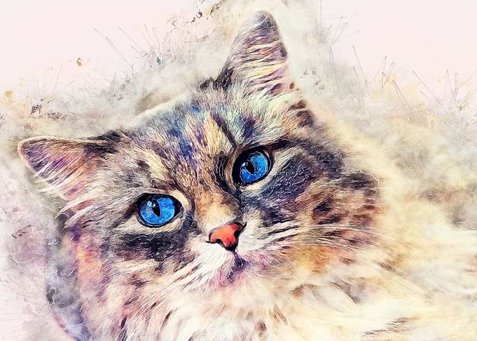 Cat Diana