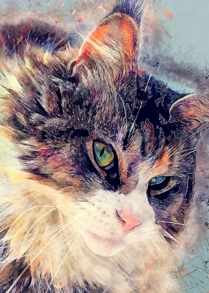 Cat Jasper