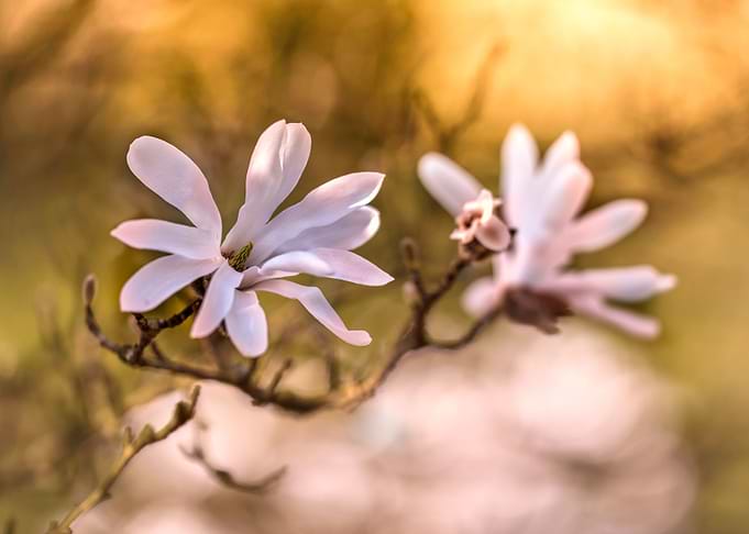 White magnolias