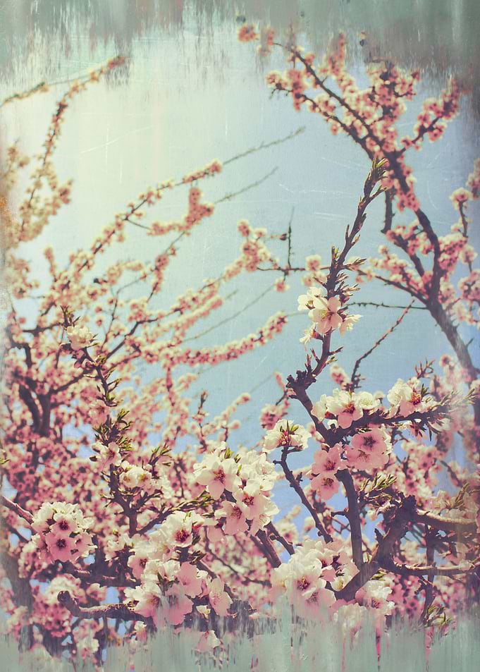 Rustic Spring